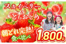 【2026年先行予約】 スカイベリー＆とちおとめ 食べ比べ 300g×2×3箱 | 果物 くだもの フルーツ 野菜 やさい ヤサイ 苺 イチゴ いちご とちおとめ スカイベリー 食べ比べ 新鮮 甘い 数量 限定 美味しい 果物 フルーツ デザート 栃木県 那珂川町 送料無料