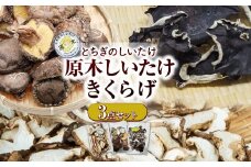 原木しいたけ・きくらげ食べ比べ３点セット | 生きくらげ きくらげ 食物繊維 鉄分 カルシウム ビタミンD カリウム アミノ酸 低カロリー  高血圧予防 ふるさと納税 栃木県 那珂川町