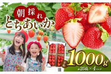 【栃木県共通返礼品】朝採れとちあいか たっぷり1,000g | いちご とちあいか 朝採れ たっぷり 大粒 新鮮 甘い 美味しい 果物 デザート 栃木県 那珂川町 送料無料