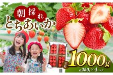 【栃木県共通返礼品】朝採れとちあいか たっぷり1,000g | いちご とちあいか 朝採れ たっぷり 大粒 新鮮 甘い 美味しい 果物 デザート 栃木県 那珂川町 送料無料