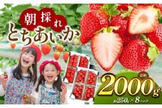 【栃木県共通返礼品】朝採れとちあいか たっぷり2,000g | いちご とちあいか 朝採れ たっぷり 大粒 新鮮 甘い 美味しい 果物 デザート 栃木県 那珂川町