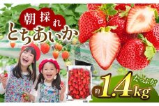 【栃木県共通返礼品】とちあいか たっぷりお徳用 1.4㎏ | いちご とちあいか お徳用 たっぷり 大粒 新鮮 甘い 美味しい 果物 デザート 栃木県 那珂川町