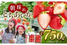 【栃木県共通返礼品】【贈答用】朝採れいちご とちあいか 350g×2P | いちご とちあいか 朝採れ 贈答用 大粒 新鮮 甘い 美味しい 果物 デザート 栃木県 那珂川町
