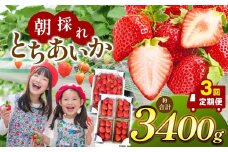 【栃木県共通返礼品】【定期便3回】朝採れいちご とちあいか 1回目1,000g、2回目1,000g、3回目1,400g | いちご とちあいか 定期便 たっぷり 大粒 新鮮 甘い 美味しい 果物 デザート 栃木県 那珂川町