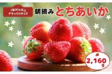【先行予約】那珂川町産とちあいか 270ｇ×4Ｐ×2 | 2025年 2026年 先行予約 苺 イチゴ 大粒 甘い 贈答用 数量限定 果物 フルーツデザート 人気 贅沢 たっぷり 大容量 朝採れ当日発送 栃木県 那珂川町 送料無料