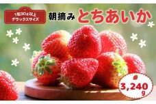 【先行予約】那珂川町産とちあいか 270ｇ×4Ｐ×3 | 2025年 2026年 先行予約 苺 イチゴ 大粒 甘い 贈答用 数量限定 果物 フルーツデザート 人気 贅沢 たっぷり 大容量 朝採れ当日発送 栃木県 那珂川町 送料無料