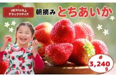 【先行予約】那珂川町産とちあいか 270ｇ×4Ｐ×3 | 2025年 2026年 先行予約 苺 イチゴ 大粒 甘い 贈答用 数量限定 果物 フルーツデザート 人気 贅沢 たっぷり 大容量 朝採れ当日発送 栃木県 那珂川町 送料無料