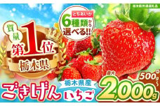 【栃木県共通返礼品】【先行予約】年内発送いちご  初摘みとちあいか 500g以上| 果物 くだもの フルーツ 野菜 やさい ヤサイ 苺 イチゴ いちご とちあいか 新鮮 甘い 数量 限定 美味しい 果物 共通返礼品 フルーツ デザート 栃木県 那珂川町 送料無料