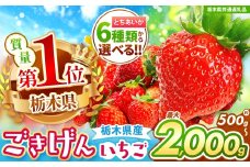 【栃木県共通返礼品】【先行予約】訳ありいちご　サイズランダム 1kg以上 | 果物 くだもの フルーツ 野菜 やさい ヤサイ 苺 イチゴ いちご とちあいか 新鮮 甘い 数量 限定 美味しい 果物 共通返礼品 フルーツ デザート 訳あり 栃木県 那珂川町 送料無料