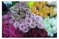 バラ お任せ20本 | バラ 薔薇 生花 花束 フラワーギフト おまかせ花束 鮮度抜群 贈答 贈り物 キレイ 花 プレゼント 花ギフト おしゃれ花束 お祝い 結婚祝い 内祝い 群馬県 前橋市