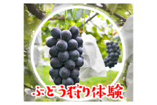 旬採りぶどうの収穫体験（大） | ぶどう ぶどう狩り 収穫体験 フルーツ ブドウ 葡萄 果物 新鮮 限定品 贈り物 新鮮 デザート ギフト 風味豊か 香り 甘い 限定 フルーツ 旬 ジューシー みずみずしい 季節のフルーツ 前橋市 群馬県