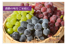 【先行予約 数量限定】旬採りぶどう詰め合わせ（大）5~6房 | 先行予約 数量限定 期間限定 ぶどう フルーツ 果物 産地直送 限定品 贈り物 新鮮 お取り寄せ デザート ギフト 風味豊か 香り 甘い 限定 フルーツ ブドウ 葡萄 旬 ジューシー みずみずしい 季節のフルーツ 前橋市 群馬県