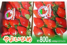 【2026年 先行予約】やよいひめDX 約400g ×2パック（箱入り）800g｜朝採れ やみつき高品質 たっぷり 贈答用 新鮮 完熟 いちご 旬 苺 ストロベリー 高級 産地直送 果汁 甘い あまい 人気 高評価 高糖度 ごほうび プレゼント 群馬県 前橋市 R-20