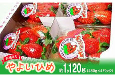【2026年 先行予約】家庭用いちご やよいひめ 約280g×4パック（箱入り） 合計1120g｜ 朝採れ やみつき高品質 たっぷり 贈答用 新鮮 完熟 いちご 旬 苺 ストロベリー 高級 産地直送 果汁 甘い あまい 人気 高評価 高糖度 ごほうび プレゼント 群馬県 前橋市 R-21
