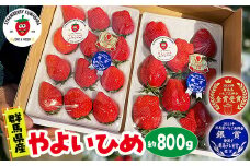 【2026年 先行予約】いちご やよいひめ（贈答用化粧箱入り）約800g｜ 朝採れ やみつき高品質 たっぷり 贈答用 新鮮 完熟 いちご 旬 苺 ストロベリー 高級 産地直送 果汁 甘い あまい 人気 高評価 減農薬 有機肥料 高糖度 ごほうび プレゼント 群馬県 前橋市