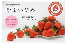 【2026年 先行予約】いちご 『やよいひめ』 約1.6㎏(1,600g)【2025年群馬県いちご品評会入賞！】