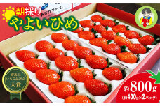 【2026年 先行予約】やよいひめ 400g × 2パック 800g｜コク 甘み 朝採れ やよいひめ 大粒 甘み 酸味 バランス 贈答用 新鮮 完熟 いちご 旬 苺 ストロベリー 産地直送 果汁 甘い あまい 人気 高評価 減農薬 美容 健康 旨味 高糖度 ごほうび 群馬県 前橋市