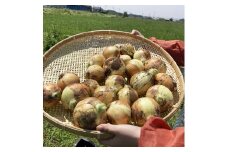 玉ねぎ 3Kg（固定種 品種：ノンクーラー）| 新鮮 農家直送 旬 野菜 玉ねぎ たまねぎ 料理 群馬県 前橋市