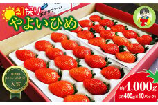 【2026年 先行予約】やよいひめ 400g × 10パック 4kg｜コク 甘み 朝採れ やよいひめ 大粒 甘み 酸味 バランス 贈答用 新鮮 完熟 いちご 旬 苺 ストロベリー 産地直送 果汁 甘い あまい 人気 高評価 減農薬 美容 健康 旨味 高糖度 ごほうび 群馬県 前橋市 
