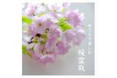 R4-102　桜盆栽　旭山桜（ライトグレー）｜盆栽 初心者 桜 室内 桜 インテリア 自然 植物 樹木 床の間 春
