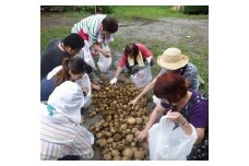 【2026年体験分】じゃがいもの植え付け・芽かき・収穫体験品種（きたあかり）苗いも1㎏　収穫時12㎏～15㎏｜ 体験型返礼品 体験 農業体験 農業 アグリの森 群馬県 前橋市