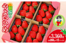 【2026年 先行予約】やよいひめ 280g × 12パック 3360g｜コク 甘み 朝採れ やよいひめ 大粒 甘み 酸味 バランス 贈答用 新鮮 完熟 いちご 旬 苺 ストロベリー 産地直送 果汁 甘い あまい 人気 高評価 減農薬 美容 健康 旨味 高糖度 ごほうび 群馬県 前橋市