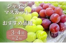 【2025年産 先行予約】シャインマスカット 農園おすすめ品種 食べ比べ 2～3房 約1.5kg ｜ 朝採れ シャインマスカット たっぷり 贈答用 新鮮 特大 完熟 旬 ストロベリー 高級 産地直送 果汁 甘い あまい 人気 高評価 減農薬 有機肥料 生産 生産量 産地 王国 高糖度 エコファーマー ごほうび プレゼント 群馬県 前橋市 