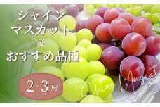 【2025年産 先行予約】ぶどう シャインマスカット 農園おすすめ品種 食べ比べ 2～3房 ｜ 朝採れ シャインマスカット たっぷり 贈答用 新鮮 特大 完熟 旬 高級 産地直送 果汁 甘い あまい 人気 高評価 減農薬 有機肥料 生産 生産量 産地 王国 高糖度 エコファーマー ごほうび プレゼント れいわイチゴ園 れいわブドウ園 れいわぶどう園 群馬県 前橋市 