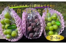 【2025年産】ぶどう シャインマスカット 農園おすすめ品種 食べ比べ 2～3房 約1.2kg～約1.5kg | 朝採れ シャインマスカット たっぷり 贈答用 新鮮 特大 完熟 旬 高級 産地直送 果汁 甘い あまい 人気 高評価 減農薬 有機肥料 生産 生産量 産地 王国 高糖度 エコファーマー ごほうび プレゼント れいわイチゴ園 れいわブドウ園 れいわぶどう園 群馬県 前橋市 