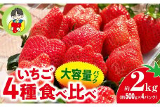 【2026年 先行予約】いちご 4種食べ比べ 大容量パック 約500g×4パック 2kg | コク 甘み 朝採れ やよいひめ ななか ジューシー 恋みのり あまおとめ あすかルビー 贈答用 新鮮 完熟 いちご 旬 苺 ストロベリー 産地直送 果汁 あまい 人気 高評価 美容 健康 旨味 高糖度 ごほうび 群馬県 前橋市