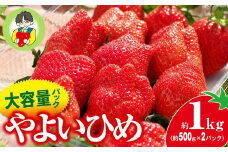 【2026年 先行予約】やよいひめ 500g × 2パック 1kg | コク 甘み 朝採れ やよいひめ 大粒 甘み 酸味 バランス 贈答用 新鮮 完熟 いちご 旬 苺 ストロベリー 産地直送 果汁 甘い あまい 人気 高評価 美容 健康 旨味 高糖度 ごほうび 群馬県 前橋市