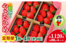 【2026年 先行予約】＜定期便1月～4月＞やよいひめ 280g × 4パック 1120g 計4回 | コク 甘み 朝採れ やよいひめ 贈答用 新鮮 完熟 いちご 旬 苺 ストロベリー 産地直送 果汁 あまい 人気 高評価 美容 健康 旨味 高糖度 ごほうび 定期便 群馬県 前橋市