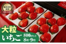 【2026年 先行予約】いちご 大粒セット やよいひめ 約800g 群馬県いちご品評会最高金賞｜1トレー8粒 9粒 朝採れ やみつき高品質 たっぷり 贈答用 新鮮 完熟 いちご 旬 苺 ストロベリー 高級 大粒 産地直送 果汁 甘い あまい 人気 高評価 減農薬 有機肥料 高糖度 ごほうび プレゼント 群馬県 前橋市