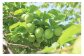 群馬県で梅と言えば『白加賀』。爽やかで上品な香りと濃厚な旨味の強い品種です。