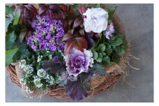 季節のお花が楽しめる寄せ植え