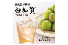 熟成濃厚梅酒白加賀(720ml×6本)【1292010】