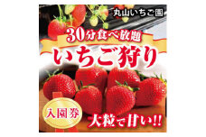 ＜丸山いちご園＞群馬が誇る”新食甘(感)”苺「やよいひめ」いちご狩り入園券(3名様分)2025【1484423】