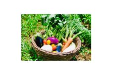新鮮さ抜群 季節の味を楽しむ有機JAS認証 野菜詰め合わせセット(7種類前後)オーガニック 有機野菜【1610228】