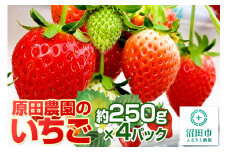 果実の里 原田農園 いちご 約250g×4パック