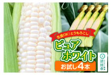 とうもろこし ピュアホワイト お試しセット（4本）山口いちご園