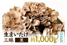 生まいたけ三昧（黒）約1000g おいがみ舞茸園