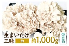 生まいたけ三昧（白）約1000g おいがみ舞茸園