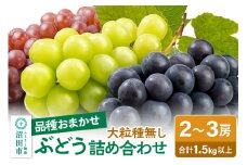 《9月上旬～下旬発送》大粒種なしぶどう詰め合わせ 1.5kg以上（2～3房）