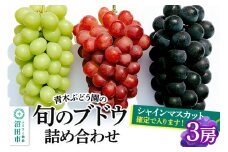 《9月上旬～下旬発送》青木ぶどう園の旬のブドウ詰め合わせ 3房