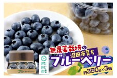 《8月上旬～中旬発送》完全無農薬栽培 ブルーベリー 約350g×3個 ベリーガーデン