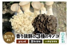 歯ごたえよし！香り抜群の3種のきのこ（エリンギ、黒舞茸、ハナビラタケ）の詰め合わせ