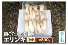 歯ごたえが自慢のエリンギ 中小 約800g