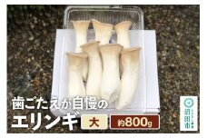 歯ごたえが自慢のエリンギ 大 約800g