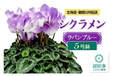 《12月上旬～下旬発送》北海道・離島以外配送 シクラメン5号鉢 ラパンブルー