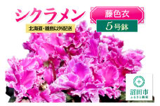 《12月上旬～下旬発送》北海道・離島以外配送 シクラメン5号鉢 藤色衣